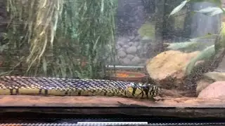 Surprising Snake Interaction!