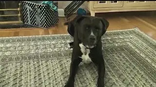 Think twice before gifting a pet: animal shelter