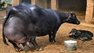 गाय-भैंस का दूध कैसे बढ़ाएं ? 100% असरदार उपाय | Cow & Buffalo Milk Increasing Home Remedy