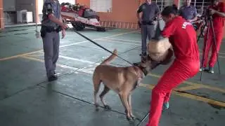 Bombeiro Mirim - Apresentação Canil da PM.