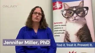 What do doctors need to know about bartonellosis (cat scratch disease)?