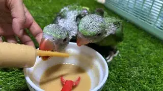 Baby parrot hand Feeding #babyparrot #birds #youtube  #handfeeding #parrotbaby #parrotcare #parrots