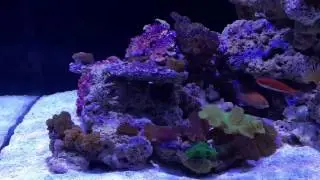 Tank update 2017
