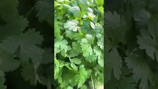 #coriander #dhaniya #shots