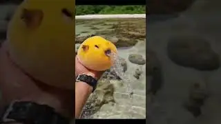 I bet you haven't seen mango-flavored pufferfish #beach  #animal #puffer #fish #cute #mango #yellow
