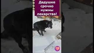 Помогите старику БОНДУ не расчесать себя до дыр #собака #шортс