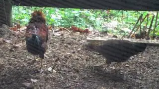 Chicken 