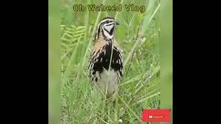 Rain Quail call |Rain quail sound |#shorts