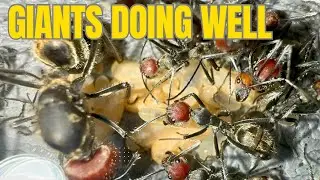 2 Giant Carpenter Ant Updates - Camponotus singularis update