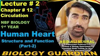 Lecture 2 Ch 12 Part 2 Structure and function of human heart