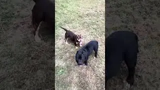 The dogs out American bulls