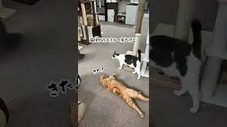 Безответная любовь, янтарь.