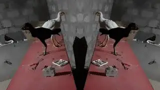 My  farm in asil chicks