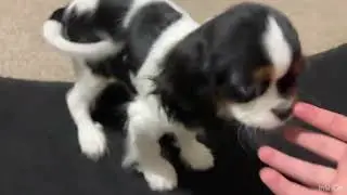 Cavalier puppy Comet 