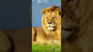 #lion #eating  #jungle #water #resting #roar #butterfly #love  #manohari #tamilkavithai #trending
