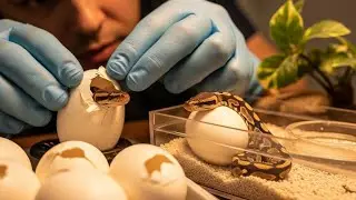 Inside a Python Snake Farm: Full Care & Venom Extraction Process