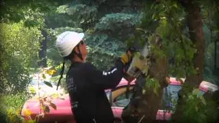 Tree Services Aston PA - Ricks Tree Service