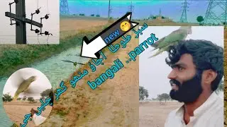 sabz tuta  aajao matho ghar chalin ji  bangali ..parrot