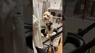 Met this adorable puppy in Japan! 🤩🤩 #dog #pets #adorable #dogs