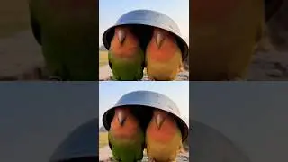 Naughty Parrot Funny Moments 🤣 #Shorts #FunnyParrot #TalkingParrot #ViralShorts #ComedyVideo #viral