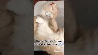 Don&rsquo;t disturb sleeping time 💤 😴😂#funny #cat #catlovers #sleep #attraction #kitten #love #petlover