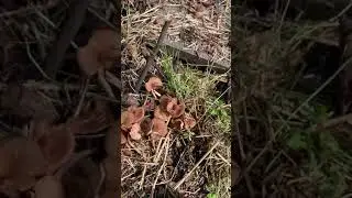 Cat brings and (with owner) releases live mole, October 2020