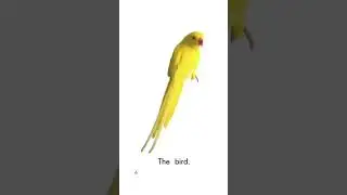 English 3B Animals part 1
