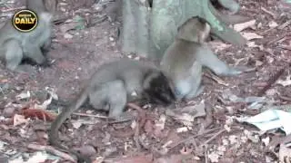 The Training of Pigtail But Kidnap from....[Angkor Daily 455]