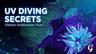 Dive Into The Stunning World Of Uv Night Diving: Explore Vibrant Hues Underwater!