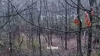 Public Land Albino Doe in Southeastern Wisconsin