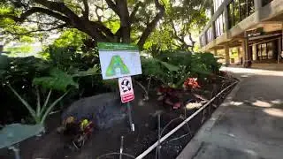 BEST FIND in Honolulu AIRPORT. 4 Tropical GARDENS to EXPERIENCE. MAHALO.@PawpawSammyAlyBug