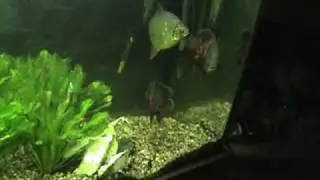 Big Friendly Oscars and Mean Pike