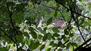 Birding with mobile