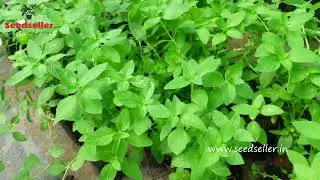 🌿 Mint (Mentha): Grow Your Own Aromatic & Versatile Herb! 🍃