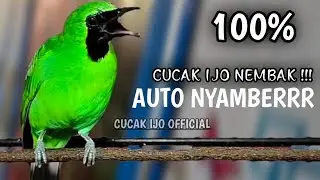 Cucak ijo gacor panjang Cuit Cuit EMOSI, Pancingan cucak ijo Belajar Bunyi, terapi AMPUH