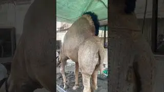 Allah Ki Qudrat Dekhen #cow #cattleworld #camel #cowgoat #animals #qurbani #bull #farmanimal #cow
