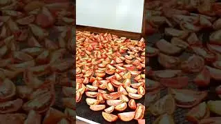 Drying of fresh tomatoes and onions in OGV solar dome dryer. (3m x 10m).  Contact +2348147362385