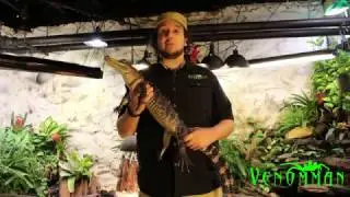 Reptile room tour ALL CROCODILIES, CAIMAN, AND ALLIGATORS.