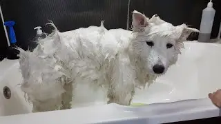 Full Samoyed Grooming Time Lapse