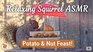 Relaxing Squirrel ASMR: Potato & Nut Feast with Soft Background Music