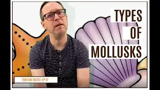 Fun Fun Facts | Episode 17 - MOLLUSKS
