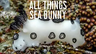 All Things Sea Bunny - The World&rsquo;s Cutest Nudibranch