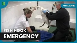 Colin Seddon Checks Injured Swan | Animal 999 | Animal Documentary