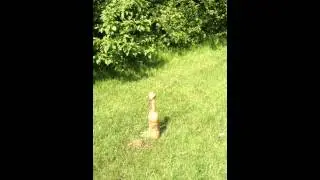 Nask1 Proefje |Cola & Mentos
