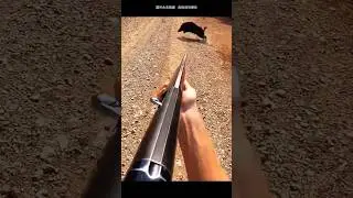Wild Boar Close Range Hunt Shot 🎯🐗#WildBoarHunting #BoarHunt #CloseShot #HuntingAction