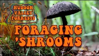 FORAGING for MUSHROOMS in the HUDSON VALLEY, NY
