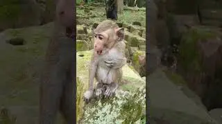 Wildlife monkey in Amber troop #animalmonkey #monkey #animallife #nature #wildlife