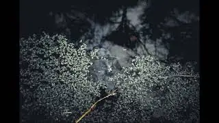 Robert Davies - Scarlet Blossom Shade