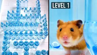 Amazing Water Bottle Maze For A Cat And A Hamster