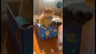 Save Cats #cat #catrescue #CatRescue #POVRescue #FloodRescue #Shorts #Emotional